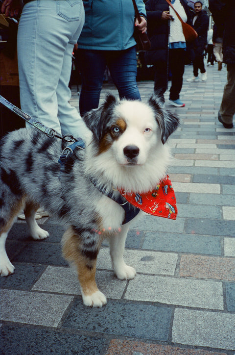 dubblefilm CINEMA 800 ISO